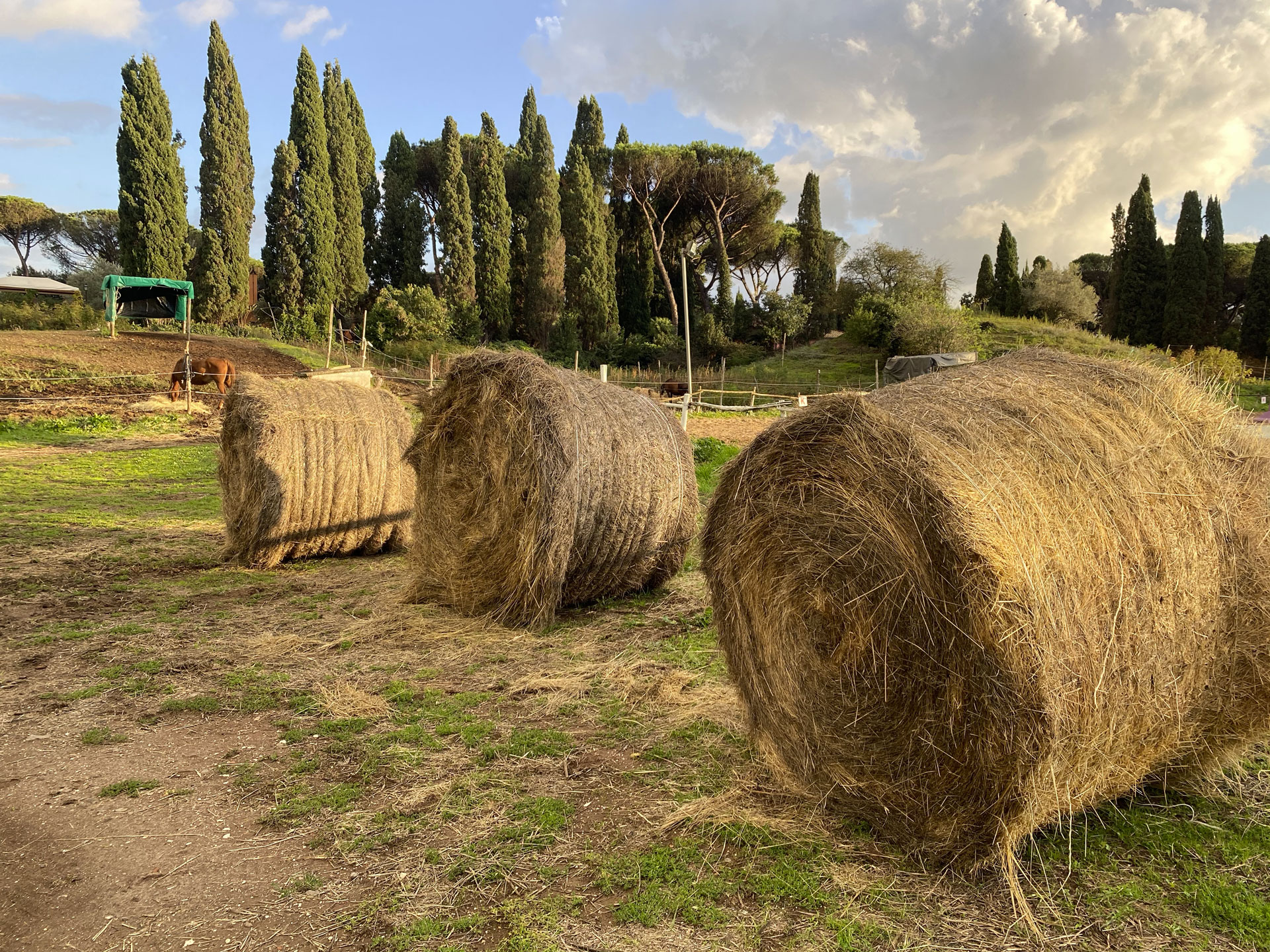 Cavalieri Appia Antica | Scuola di equitazione | Maneggio